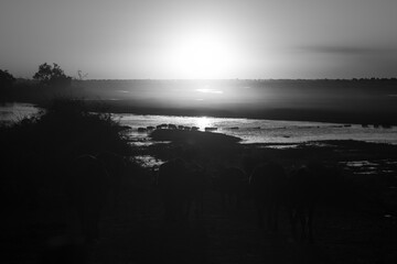 Mono Cape buffalo herd crosses sunset river