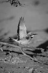 Mono little bee-eater lifts wings leaving branch