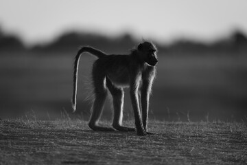 Mono chacma baboon stands on sunrise savanna