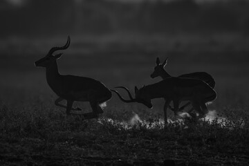 Mono male impala chases another from female