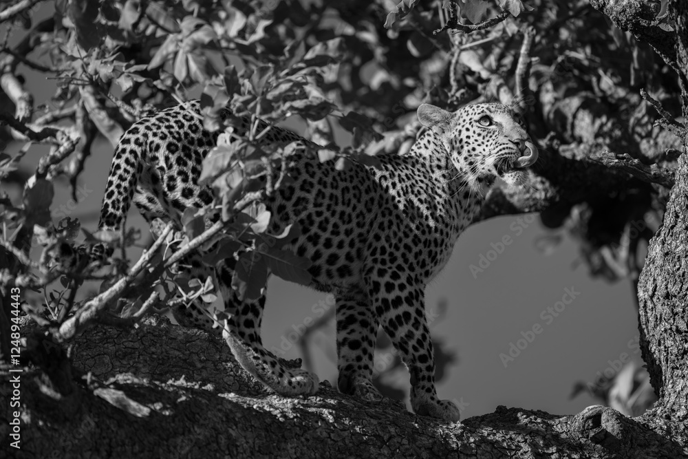 Canvas Prints Mono leopard stands on branch looking up