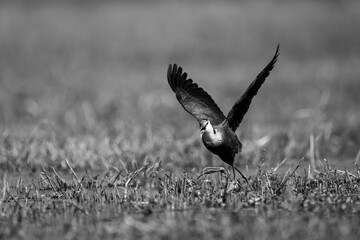 Mono African jacana takes off from floodplain