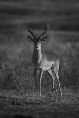 Mono male impala watching camera at sunrise