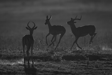 Mono male impala watches another after female