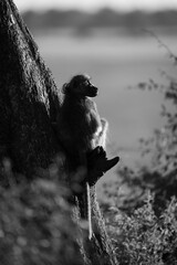 Mono chacma baboon sits on leaning trunk