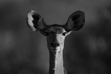 Mono close-up of greater kudu facing camera