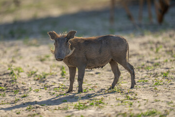 Common warthog stands backlit turning toward camera