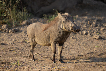 Common warthog stands among stones watching camera