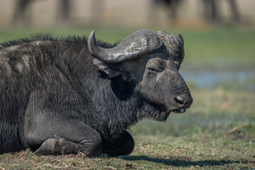 Close-up of male Cape buffalo lying down