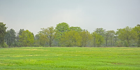 Landscape with green  farm fields and forest in spring under a dark cloudy sky near Turnhout, Flanders, Belgium 