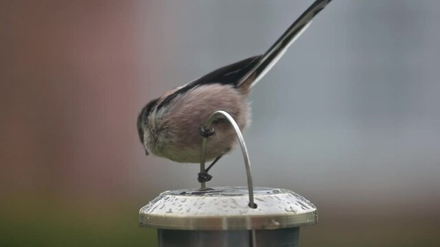 Long-Tailed Tit (Aegithalos caudatus) on a garden bird feeder. January, Kent, UK [Slow motion x5]