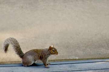 squirrel in the park