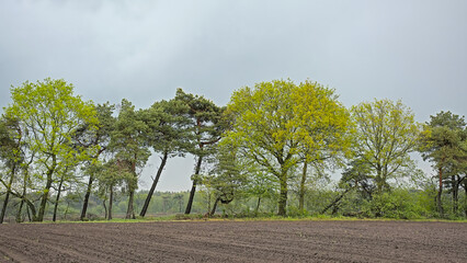 Obraz premium farm fields and forest in spring under a dark cloudy sky near Turnhout, Flanders, Belgium 