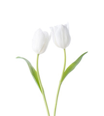 Two white Tulips isolated on white background.