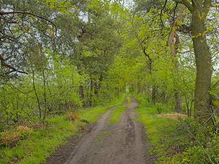 Dirt road between fresh green spring trees in Turnhoutse vennen nature reserve. Turnhout, Flanders, Belgium
