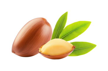 Nourishing jojoba seeds nature beauty isolated on transparent background