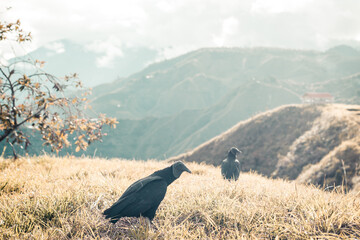 Two Colombian black vultures in the wild. Andes Mountains. Tierradentro, Inza, Cauca, Colombia.