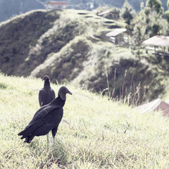 Two Colombian black vultures in the wild. Andes Mountains. Tierradentro, Inza, Cauca, Colombia. Picture taken from the Alto del Aguacate.