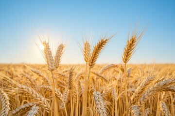 Fototapeta premium Golden wheat stalks in a field during the daytime, under clear skies.