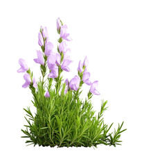 Fototapeta premium Vibrant purple flowers in garden setting nature isolated on transparent background