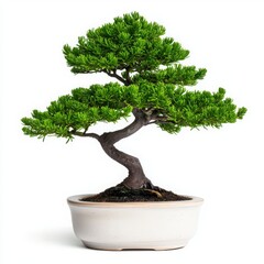Bonsai tree in a white ceramic pot, showcasing intricate foliage and graceful curves.