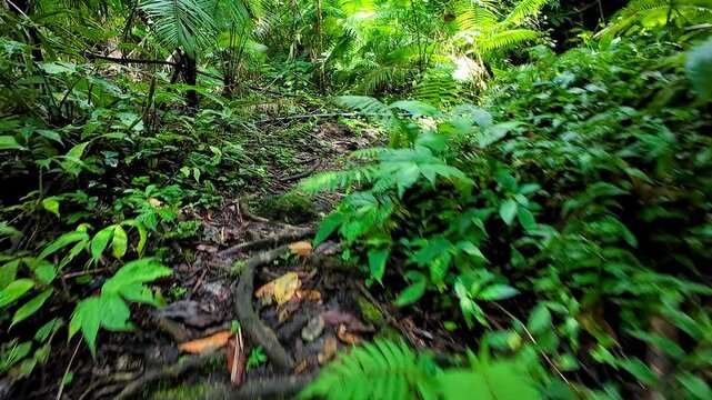 Point of View walking through tropical jungle Asia South America Rain Forest Lush green foliage 