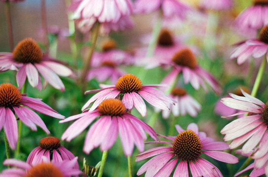 Jeż&oacute;wka purpurowa (echinacea purpurea) w ogrodzie preriowym
