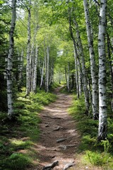 Obraz premium A serene grove of birch trees with stark white bark