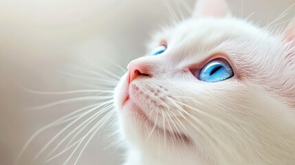 Close up of a white cat gazing upwards, captivating blue eyes sparkling with curiosity and delicate whiskers enhancing an aura of innocence and gentle beauty