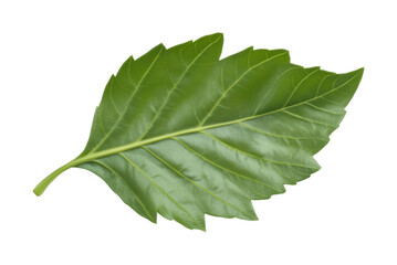 Obraz premium Natural green leaf botanical study outdoors isolated on transparent background