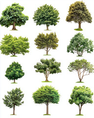 Tree isolate collection on white background