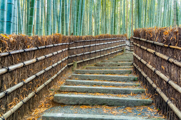 The Bamboo Forest at Adashino Nenbutsuji Temple, in Arashiyama Japan