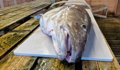 Enormous size fresh Atlantic skrei cod on a fish processing table in Northern Norway weighting more than 30 kilos.