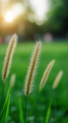 Sunset park grass flowers nature background serenity