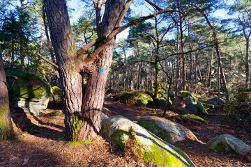 Remarkable tree in  the Etroiture rock.  Fontainebleau forest