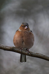 Male eurasian chaffinch, common chaffinch, or simply the chaffinch (Fringilla coelebs) sitting on a tree branch. 