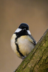 Great tit (Parus major) on a tree branch.