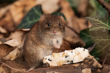 Bank vole (Clethrionomys glareolus) sitting on the ground with some food from a bird feeder.