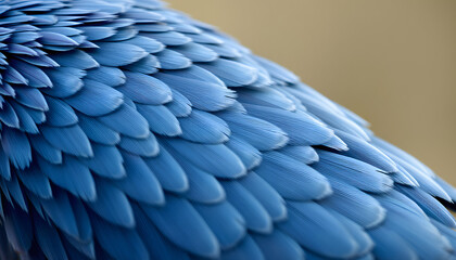 Fototapeta premium blue feather pigeon macro photo. texture or background, Dynamic motion. with white shades
