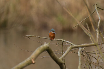 Common kingfisher (Alcedo atthis), also known as the Eurasian kingfisher and river kingfisher sitting on a tree branch.