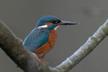 Common kingfisher (Alcedo atthis), also known as the Eurasian kingfisher and river kingfisher sitting on a tree branch.
