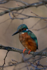 Common kingfisher (Alcedo atthis), also known as the Eurasian kingfisher and river kingfisher sitting on a tree branch.