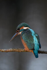 Common kingfisher (Alcedo atthis), also known as the Eurasian kingfisher and river kingfisher sitting on a tree branch.