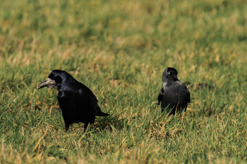 Obraz premium Rook (Corvus frugilegus) standing on the ground and looking for food.