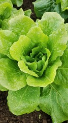 Fresh, Vibrant Lettuce in Garden