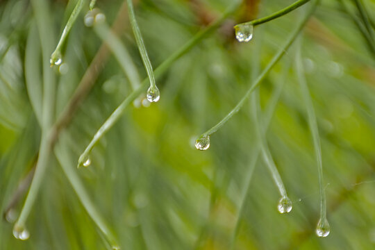 macro of pine needles woth rain drops - Powered by Adobe