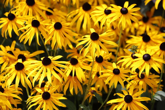 Echinacea purpurea. Flower plant commonly known as coneflower.