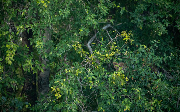 Leopard cub, Panthera pardus, hidden in a bush.