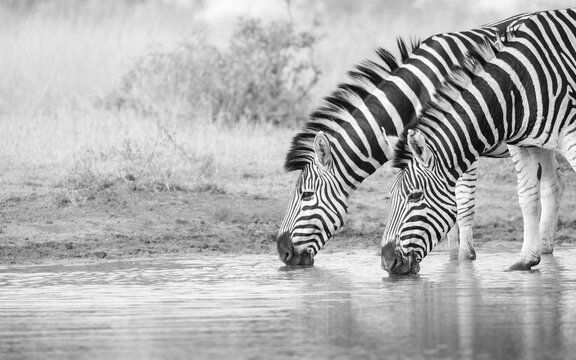 Two zebras, Equus quagga, drinking water side by side, black and white.
