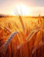 Golden wheat field at sunset with sunlight